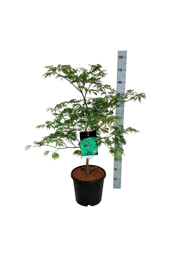 Ahorn Acer japonicum Aconitifolium
