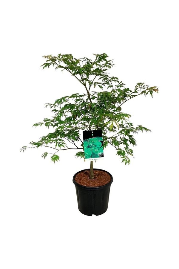 Ahorn Acer japonicum Aconitifolium