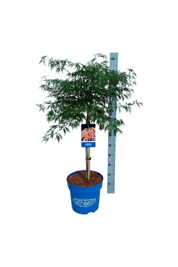 Ahorn Acer Ice Dragon ®