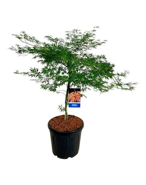 Acer