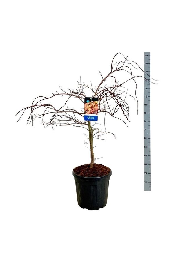 Ahorn Acer Ice Dragon ®
