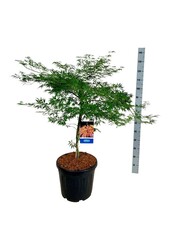 Ahorn Acer Ice Dragon ®