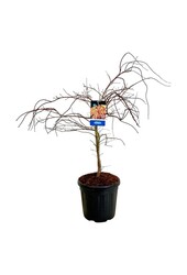 Ahorn Acer Ice Dragon ®