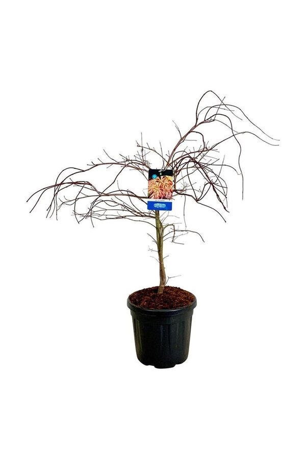 Ahorn Acer Ice Dragon ®