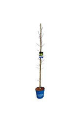 Ahorn Acer Arctic Jade ®