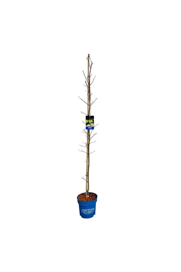 Ahorn Acer Arctic Jade ®