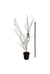 Ahorn Acer Arctic Jade ®