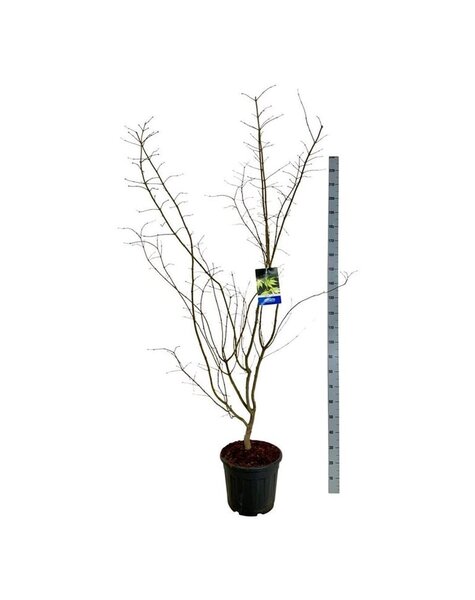 Acer