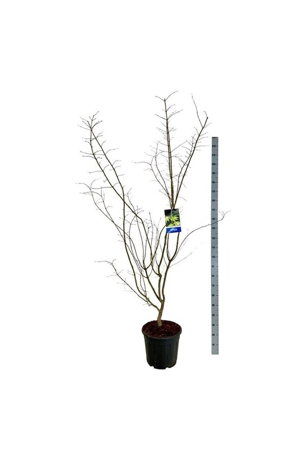 Ahorn Acer Arctic Jade ®
