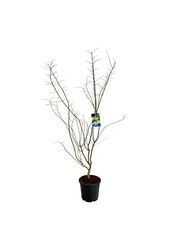 Ahorn Acer Arctic Jade ®