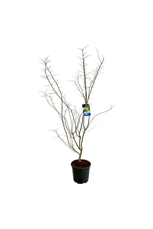 Ahorn Acer Arctic Jade ®