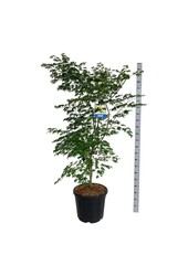 Ahorn Acer Arctic Jade ®