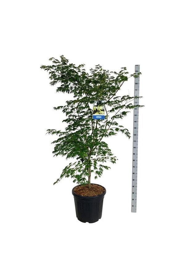 Ahorn Acer Arctic Jade ®
