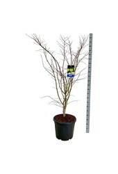 Ahorn Acer Arctic Jade ®