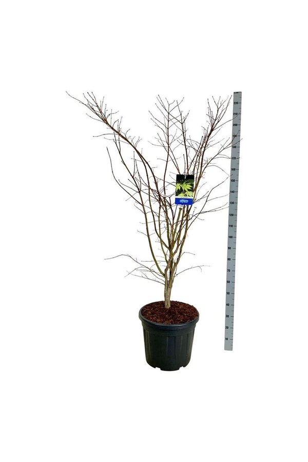Ahorn Acer Arctic Jade ®