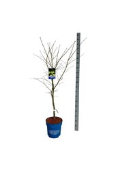 Ahorn Acer Arctic Jade ®