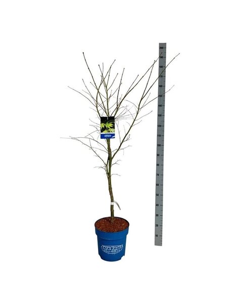 Acer