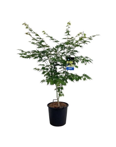 Acer