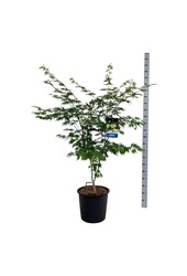 Ahorn Acer Arctic Jade ®