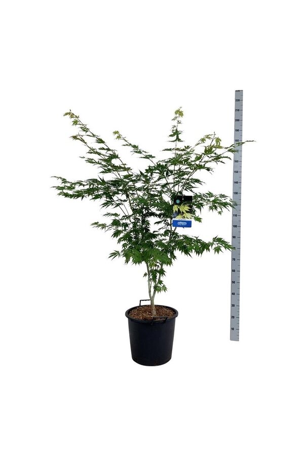 Ahorn Acer Arctic Jade ®