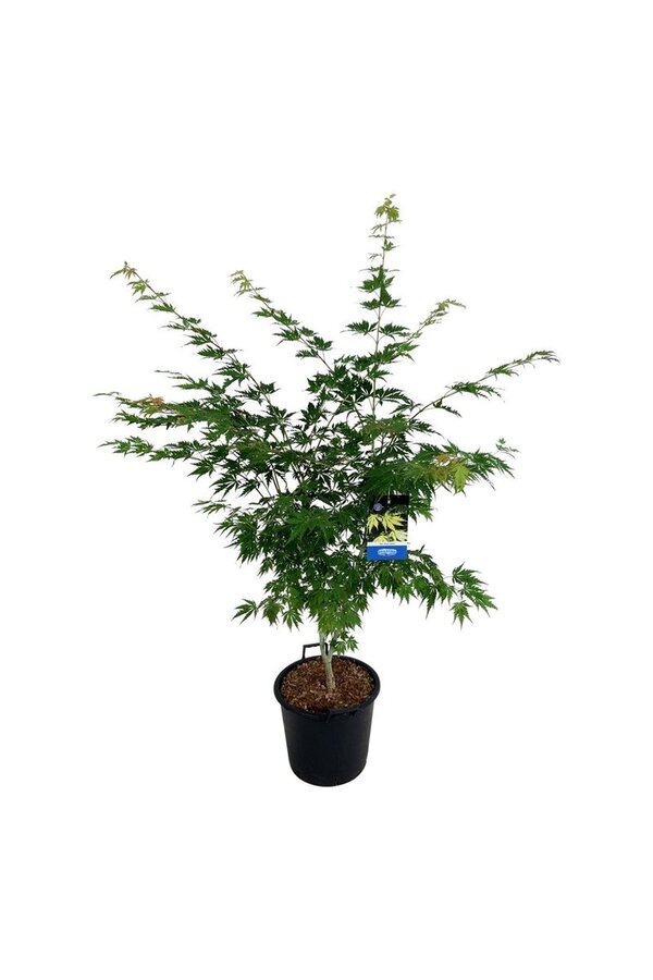 Ahorn Acer Arctic Jade ®