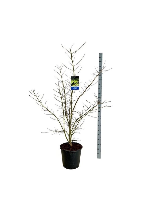 Ahorn Acer Arctic Jade ®