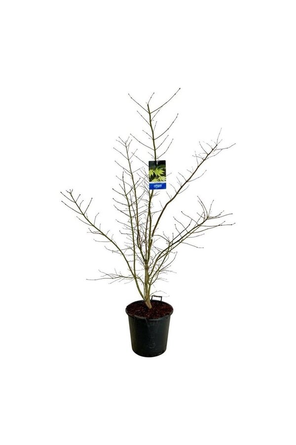 Ahorn Acer Arctic Jade ®