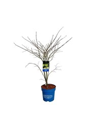 Ahorn Acer Arctic Jade ®
