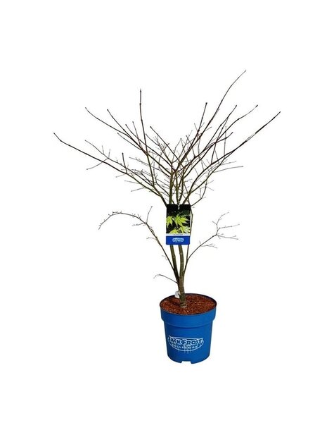 Acer