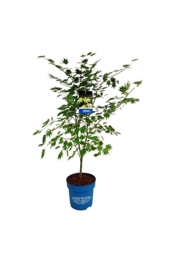 Ahorn Acer Arctic Jade ®