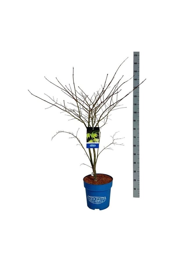 Ahorn Acer Arctic Jade ®