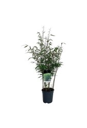 Bambus Fargesia robusta Wenchuan
