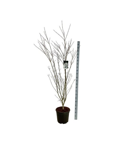 Cornus