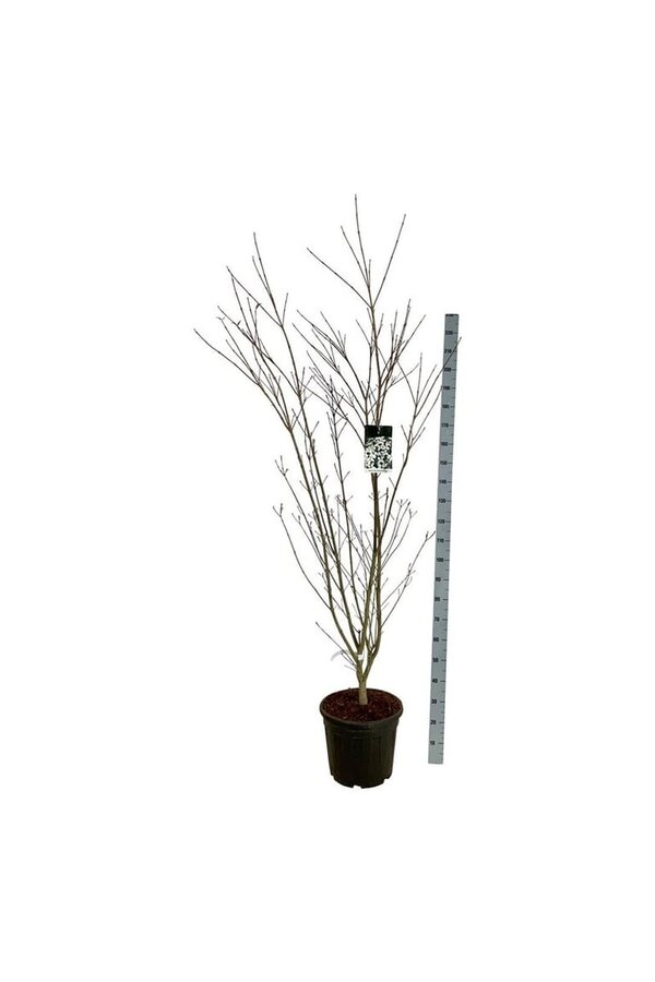 Hartriegel Cornus kousa Weisse Fontaine