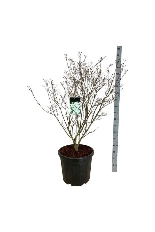 Hartriegel Cornus kousa Milky Way