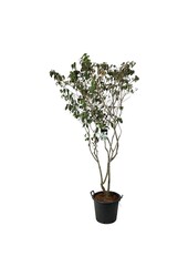 Hartriegel Cornus kousa China Girl