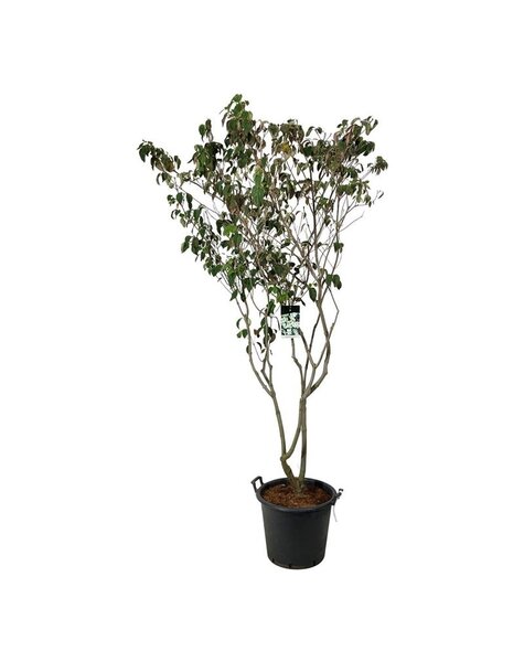 Cornus