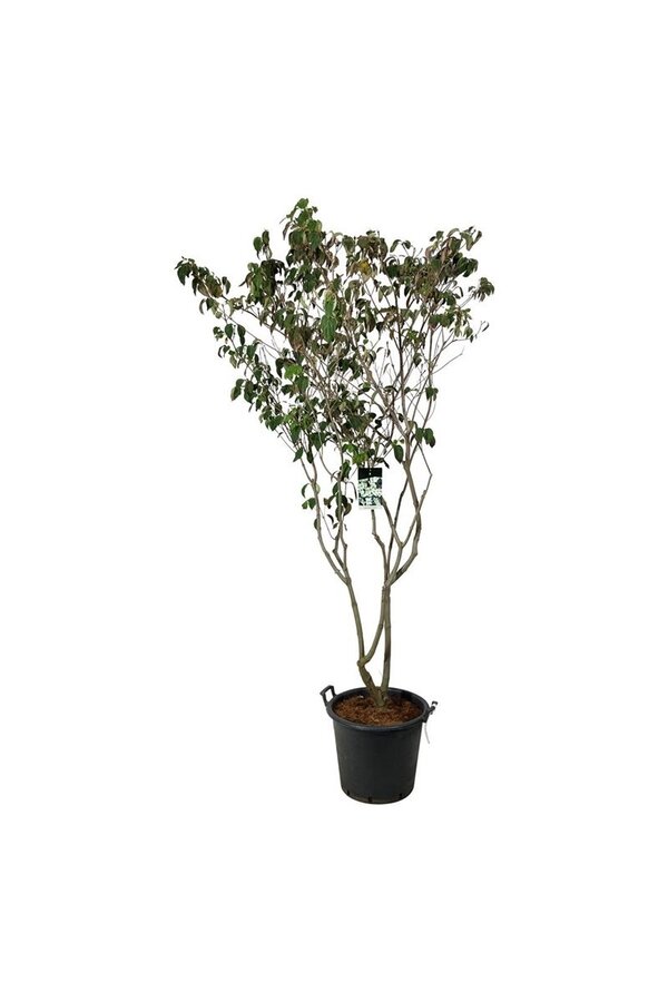 Hartriegel Cornus kousa China Girl