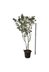 Hartriegel Cornus kousa China Girl
