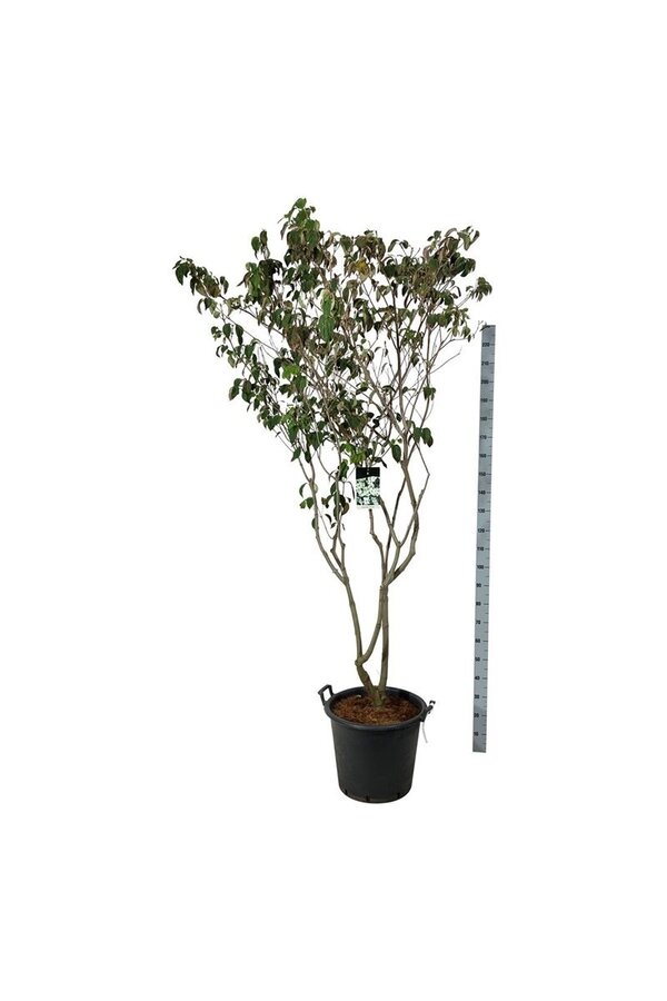 Hartriegel Cornus kousa China Girl