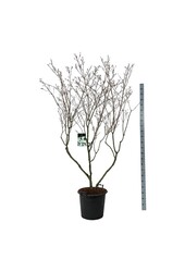 Hartriegel Cornus kousa China Girl