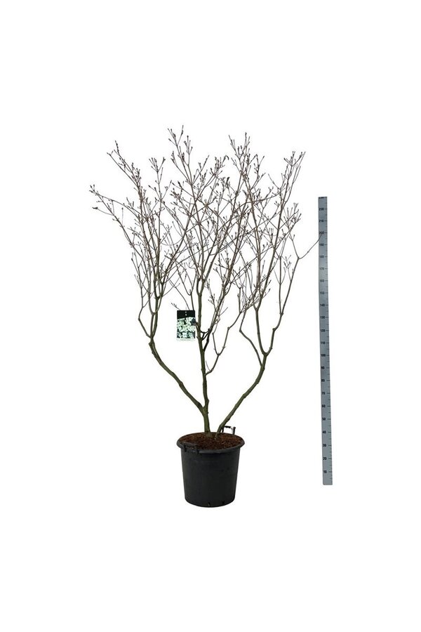 Hartriegel Cornus kousa China Girl