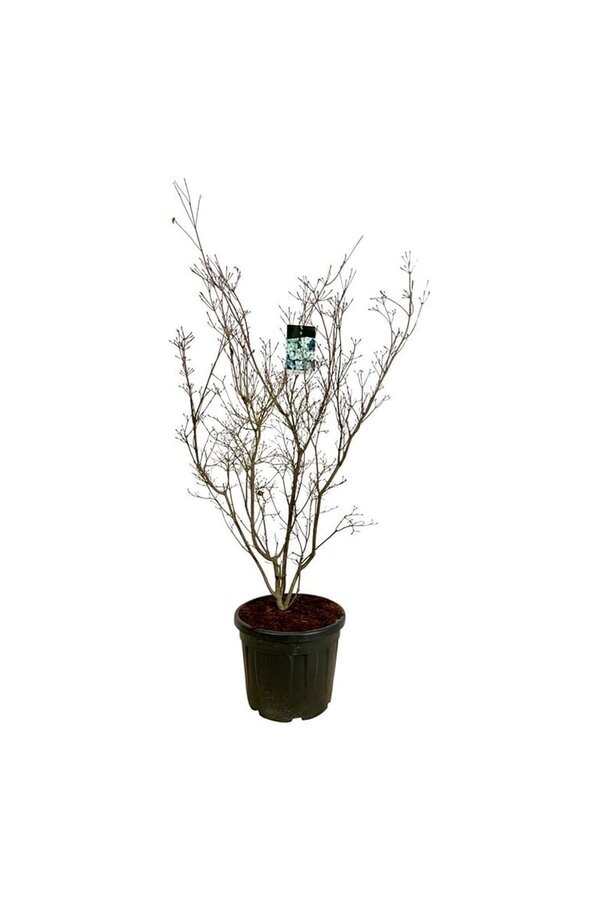 Hartriegel Cornus kousa China Girl