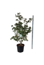 Hartriegel Cornus kousa China Girl