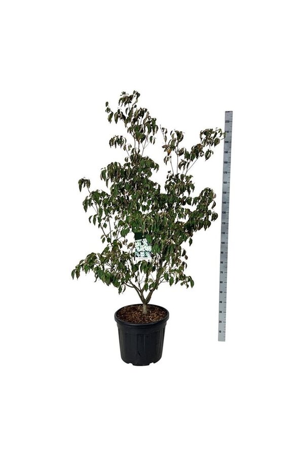 Hartriegel Cornus kousa China Girl