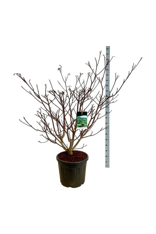 Hartriegel Cornus controversa Pagode