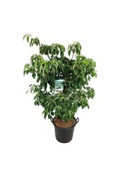 Hartriegel Cornus controversa Pagode