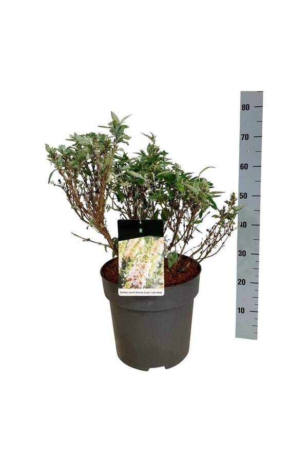 Schmetterlingsstrauch Buddleja B. Candy Little White