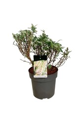 Schmetterlingsstrauch Buddleja B. Candy Little White