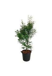Ahorn Acer Tsukasa Silhouette PBR